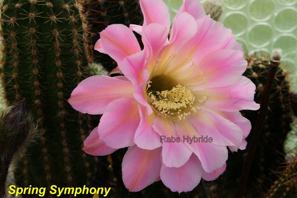 Bilder 2012/Spring Symphony.jpg 